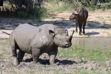 Foto op Plexiglas Spitzmaulnashorn / Hook-lipped rhinoceros / Diceros bicornis © Ludwig