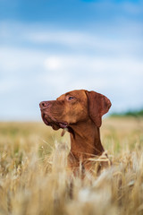 Hungarian magyar vizsla closeup.