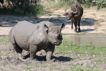 Spitzmaulnashorn / Hook-lipped rhinoceros / Diceros bicornis