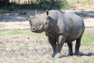 Obraz premium Spitzmaulnashorn / Hook-lipped rhinoceros / Diceros bicornis