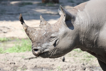 Fototapeta premium Spitzmaulnashorn / Hook-lipped rhinoceros / Diceros bicornis