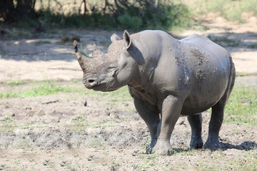 Fototapeta premium Spitzmaulnashorn / Hook-lipped rhinoceros / Diceros bicornis