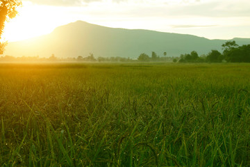 Fototapeta premium Close up of green rice field at morning