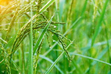 Close up of green rice field at morning