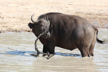 Obraz premium Kaffernbüffel / Buffalo / Syncerus caffer