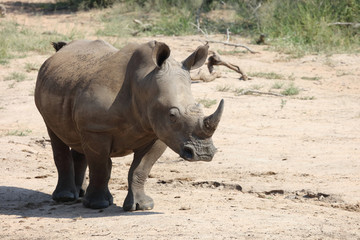 Naklejka premium Breitmaulnashorn / Square-lipped rhinoceros / Ceratotherium Simum