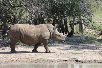 Obraz premium Breitmaulnashorn / Square-lipped rhinoceros / Ceratotherium Simum