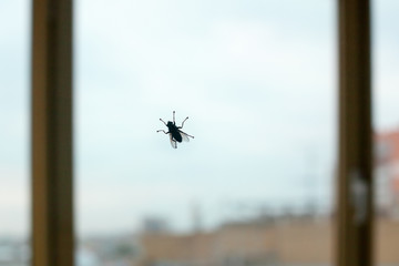 Big black fly silhouette on window glass on blue sky and city background close up, diptera...