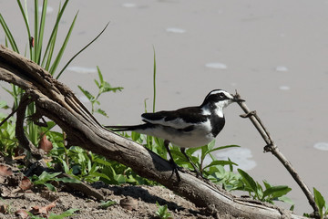 Witwenstelze / African pied wagtail / Motacilla aguimp