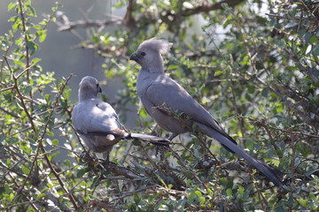 Graulärmvogel / Grey lourie - Grey go-away-bird / Corythaixoides concolor