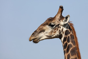 Giraffe / Giraffe / Giraffa Camelopardalis