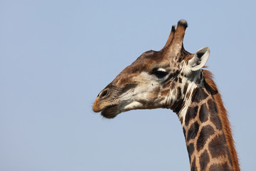 Naklejka premium Giraffe / Giraffe / Giraffa Camelopardalis