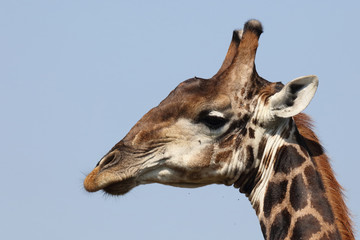 Giraffe / Giraffe / Giraffa Camelopardalis