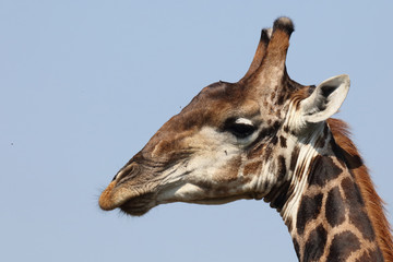 Giraffe / Giraffe / Giraffa Camelopardalis