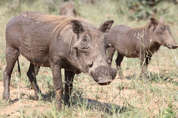 Fototapeta premium Warzenschwein / Warthog / Phacochoerus africanus
