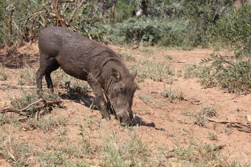 Warzenschwein / Warthog / Phacochoerus africanus