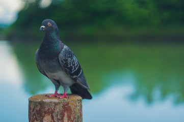 公園の鳩