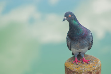 公園の鳩