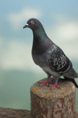 公園の鳩