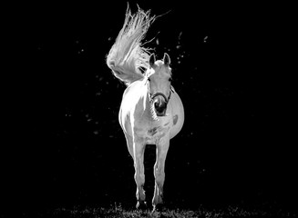 Obraz na płótnie Canvas White Horse with Mane