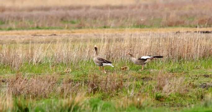 Greylag goose parents, Anser anser, guarding their goslings in the marshes of the Beka Nature Reserve