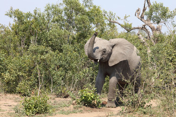 Afrikanischer Elefant / African elephant / Loxodonta africana