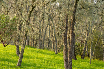 Fototapeta na wymiar A forest in spring with green grass and moss hanging in the trees.