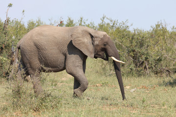 Fototapeta premium Afrikanischer Elefant / African elephant / Loxodonta africana