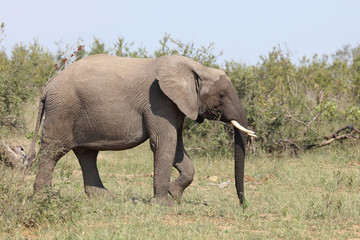 Obraz premium Afrikanischer Elefant / African elephant / Loxodonta africana