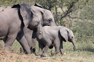 Afrikanischer Elefant / African elephant / Loxodonta africana