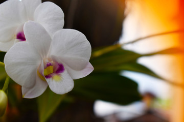  White orchid
