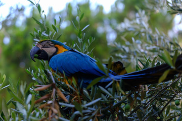 Blue macaw parrot on a branch of olive tree