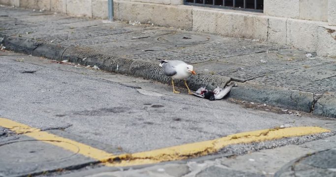 Impressive outdoor view. Hungry seagull turned cannibal hunted down a poor pigeon. Seagull pecking and eating small bloody dead bird in the street.
