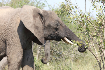 Afrikanischer Elefant / African elephant / Loxodonta africana