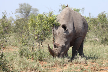 Breitmaulnashorn / Square-lipped rhinoceros / Ceratotherium Simum