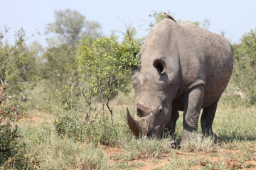 Fototapeta premium Breitmaulnashorn / Square-lipped rhinoceros / Ceratotherium Simum