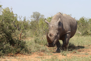 Obraz premium Breitmaulnashorn / Square-lipped rhinoceros / Ceratotherium Simum