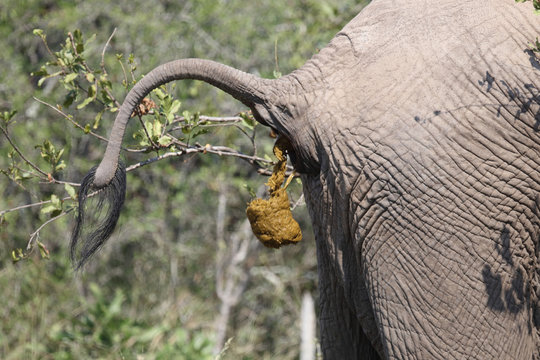 Afrikanischer Elefant / African elephant / Loxodonta africana