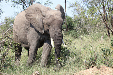 Obraz premium Afrikanischer Elefant / African elephant / Loxodonta africana