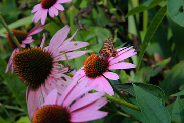 Butterfly Moth on Flower