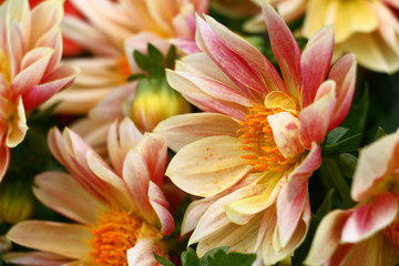 Obraz na płótnie Canvas Pink and cream petals do a large flowers dahlias bright and unique.