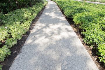 Walkway in the park and bushes and small flowers with sunlight