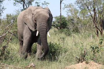 Afrikanischer Elefant / African elephant / Loxodonta africana