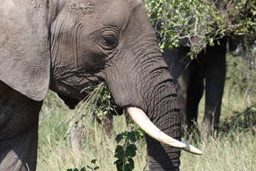 Afrikanischer Elefant / African elephant / Loxodonta africana