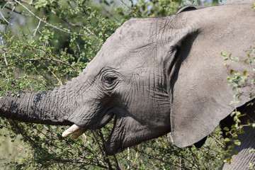 Fototapeta premium Afrikanischer Elefant / African elephant / Loxodonta africana