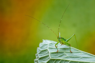 Fototapeta premium Grasshopper on a plant in the garden