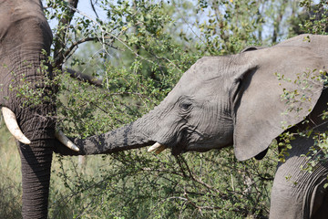 Afrikanischer Elefant / African elephant / Loxodonta africana