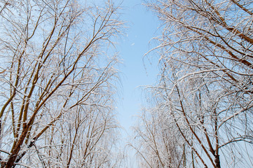 Fototapeta na wymiar Snow scenery and rime in the park