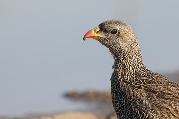Natalfrankolin / Natal francolin / Francolinus natalensis.