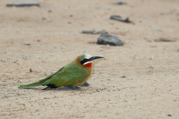 Weißstirnspint / White-fronted bee-eater / Merops bullockoides